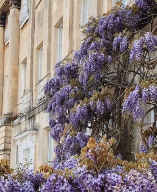 Camden Crescent - Wisteria