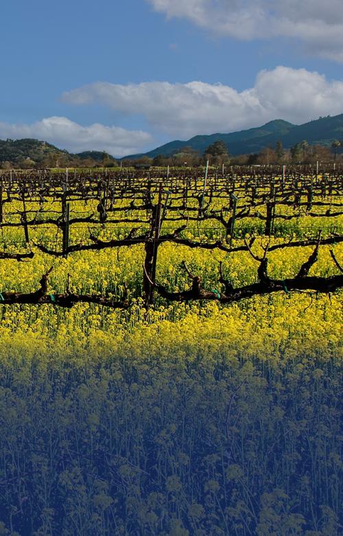 vineyard with yellow mustard flowers and bare vines