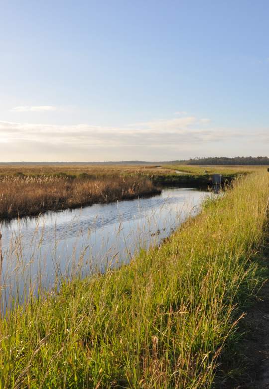 birdwatching at alligator river wildlife refuge