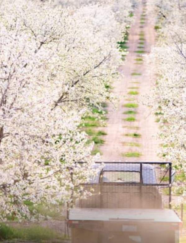 Cherry Hill Farm with blossoms