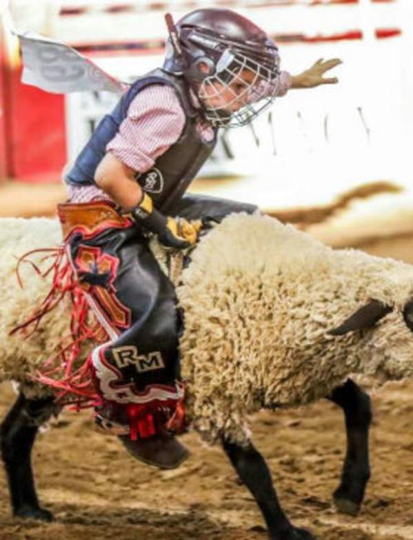 boy riding a sheep at Utah County Fair Mutton Bust