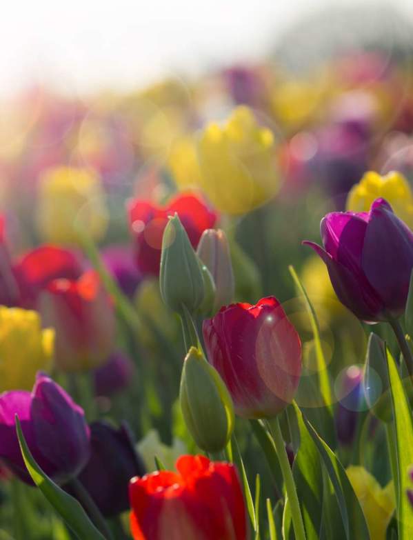 Tulip Festival Banner