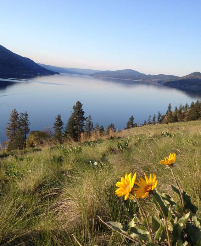 Lake & Wildflowers