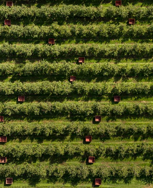 Above View of Apple Orchard Picking