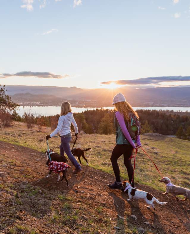Dog Friendly Activities