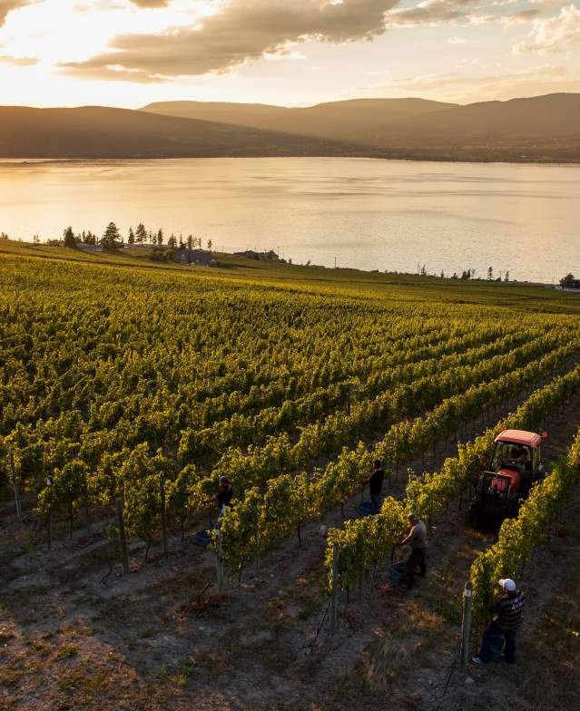 Wine Trails