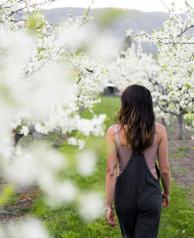 Blooming Orchard at Paynter's Fruit Market (2)