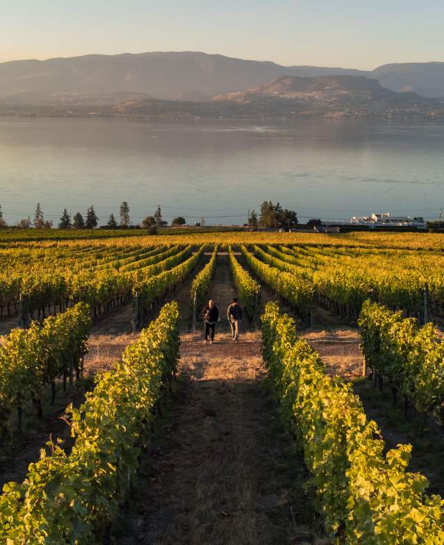 CedarCreek_Estate_Winery_Vineyards_in_Fall_Aerial_1_