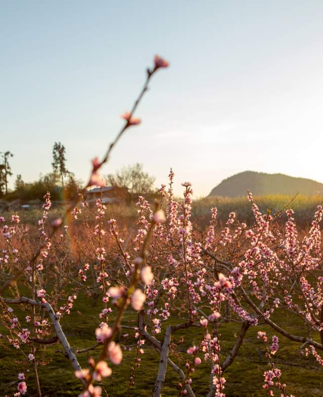 Orchard_of_Pink_Blossoms_at_Sunset_with_Hills_in_the_Background