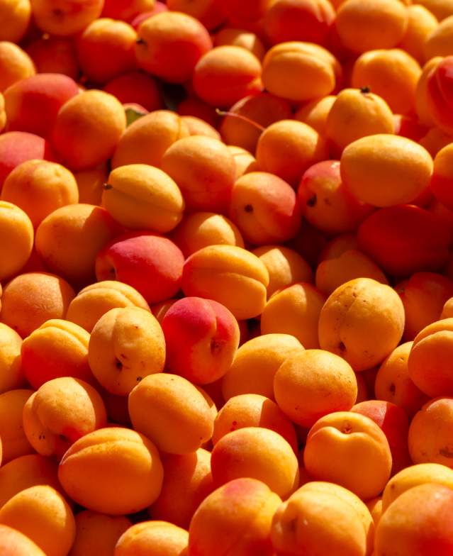 Freshly Picked Apricots at Farm Market