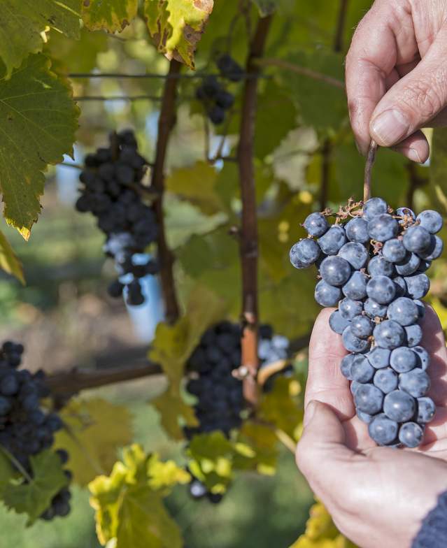 Indigenous World Winery