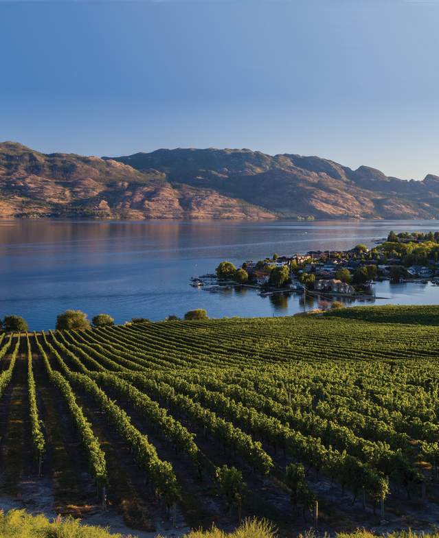 Rows of grapevines border a lake at Quails' Gate Winery in West Kelowna, BC