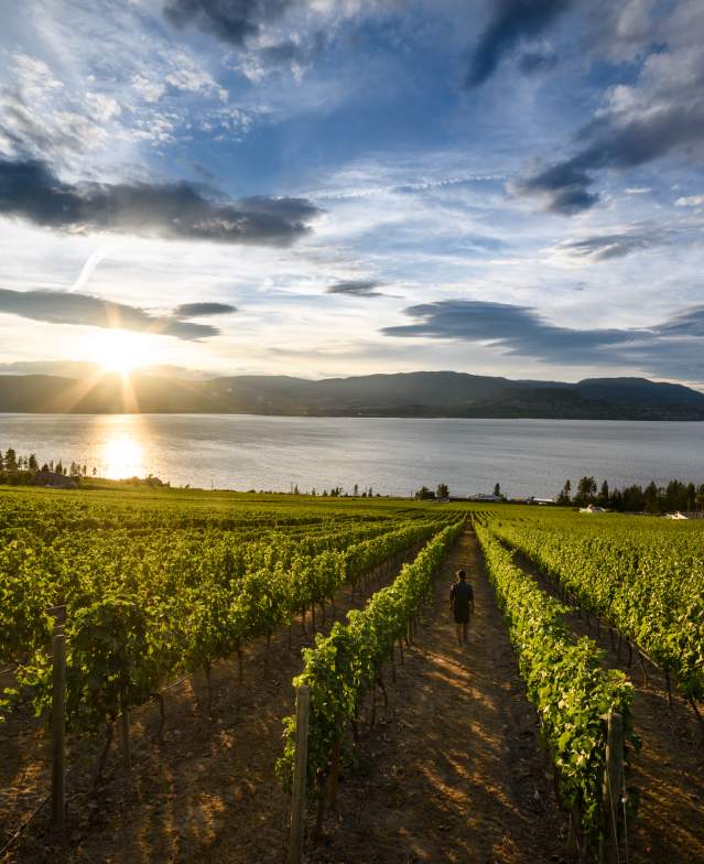 CedarCreek Winery Vineyard