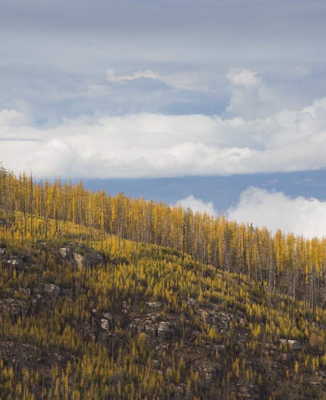 Golden Larches at Myra Canyon