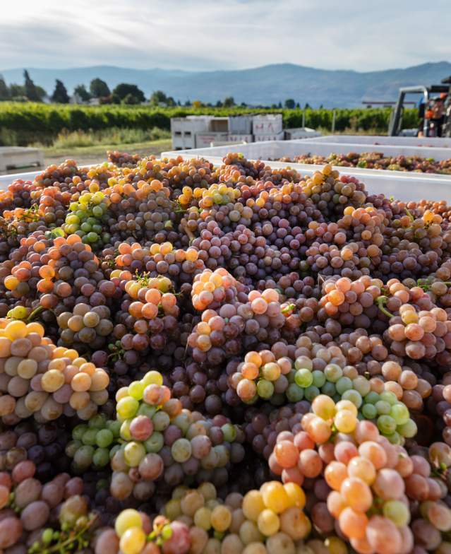 Grape harvest at Volcanic Hills