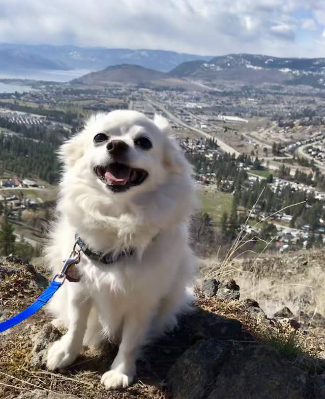 Dog at Mount Boucherie