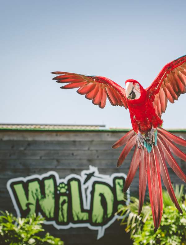 Wild Zoo, Red  Parrot  Flying  Infront  Of  Wild  Sign