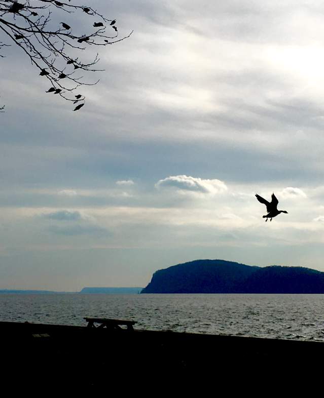 Croton Husdon River Bird