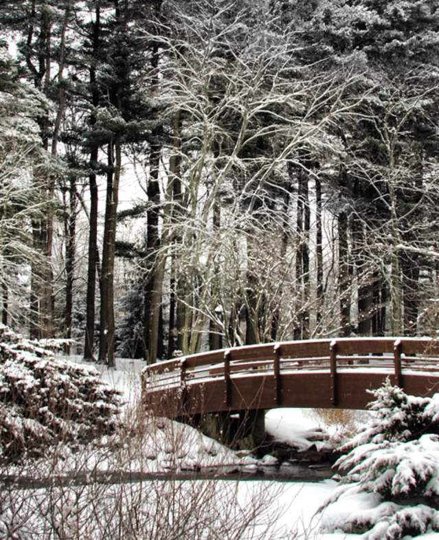Winter Bridge