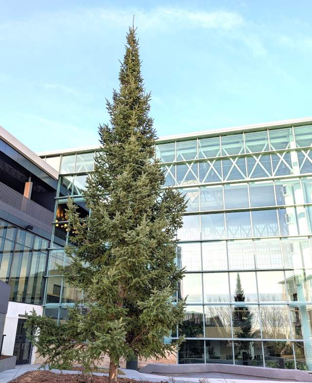 Christmas Tree outside Woodbury Central Park