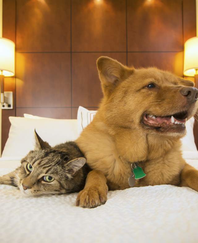 Pet Hotel