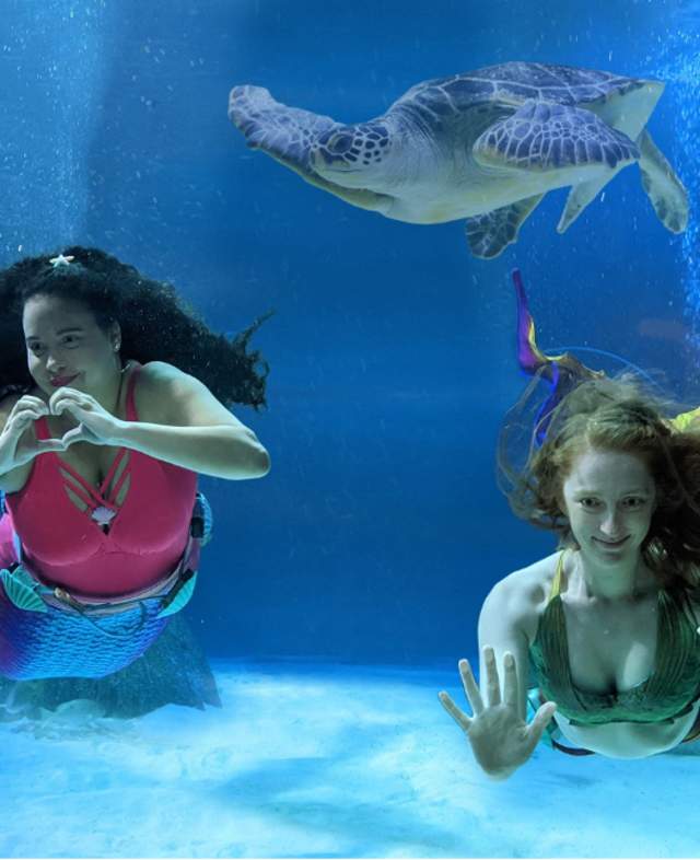 Mermaids swimming in tank at SEALIFE