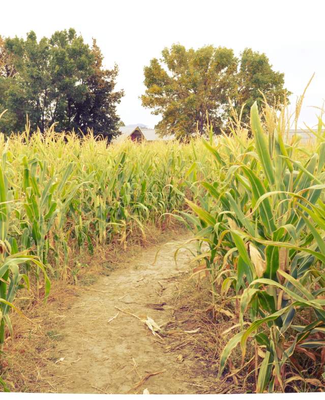 The Corn Maze at McCoard's Garden Center