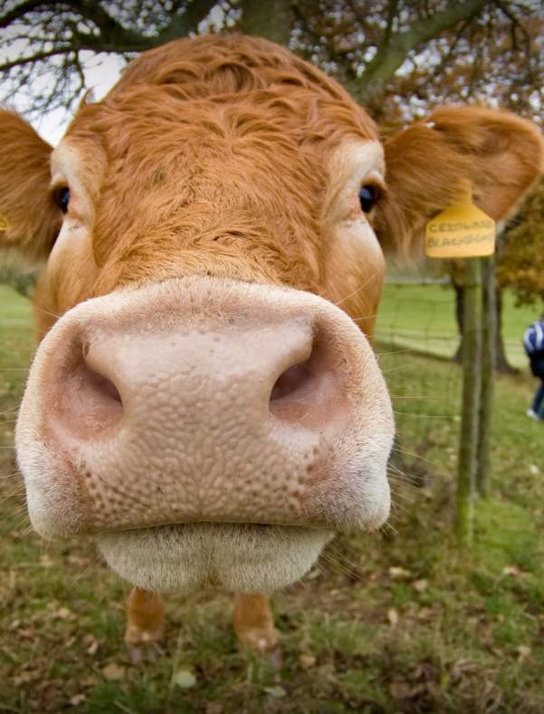 127th Livestock Show