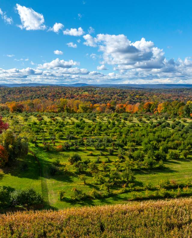 An overhead view of the vivid red and orange autumn trees at Wilkens Farm