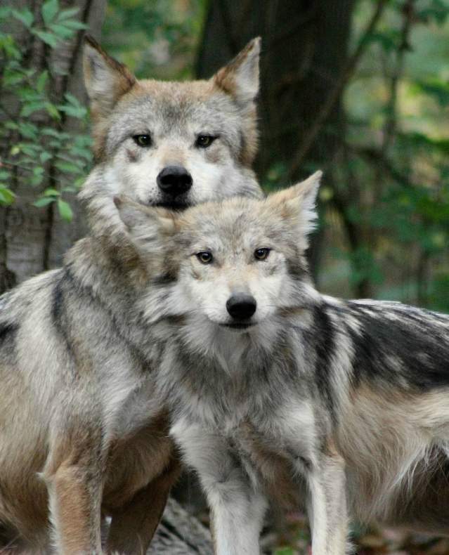 Wolf Conservation