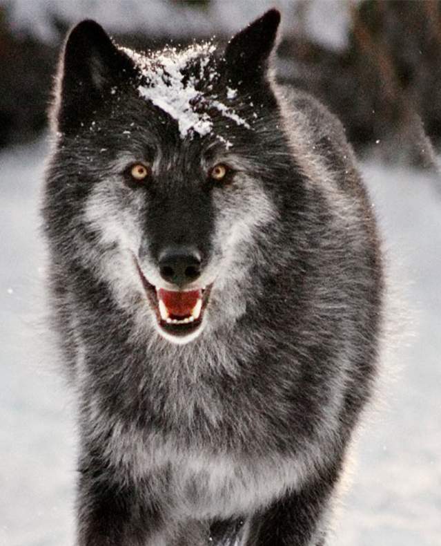 Wolves in Snow n