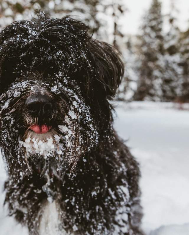 6 Dog-Friendly Places to Snowshoe Near Vancouver