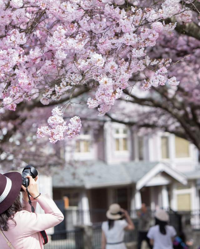 Where to Photograph Cherry Blossoms Around Vancouver