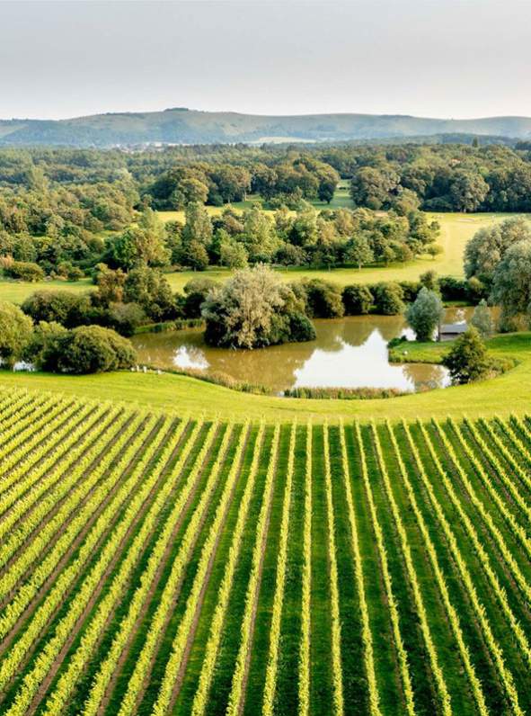 Albourne Vineyard