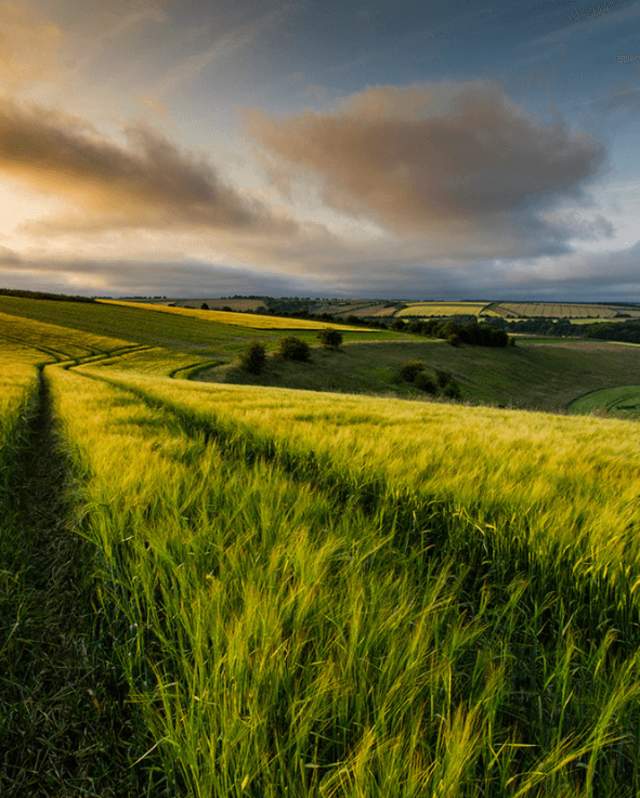 A landscape view of Wolds Fields at sunset