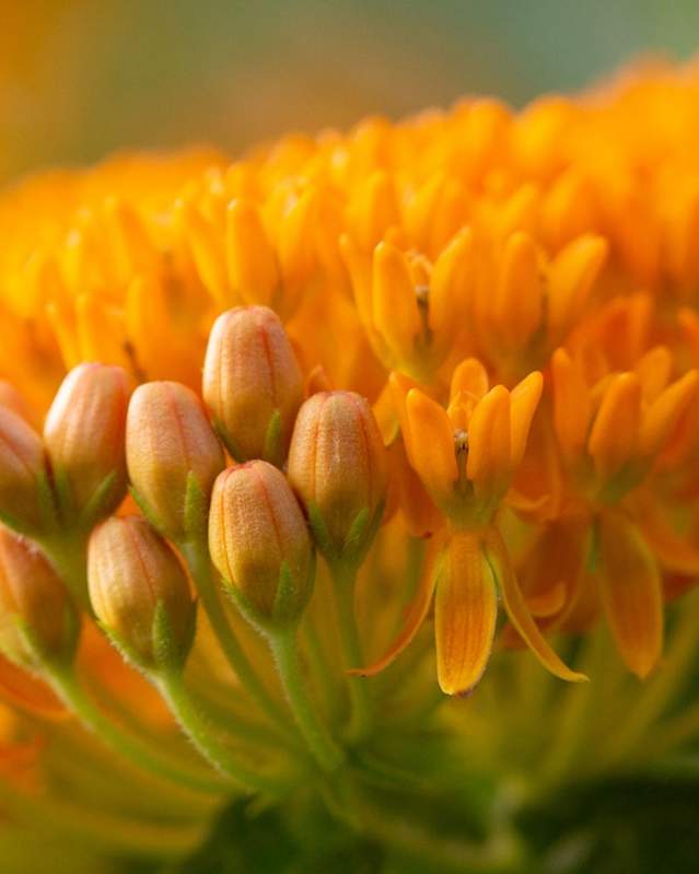 Closeup of orange-colored milkweed plant