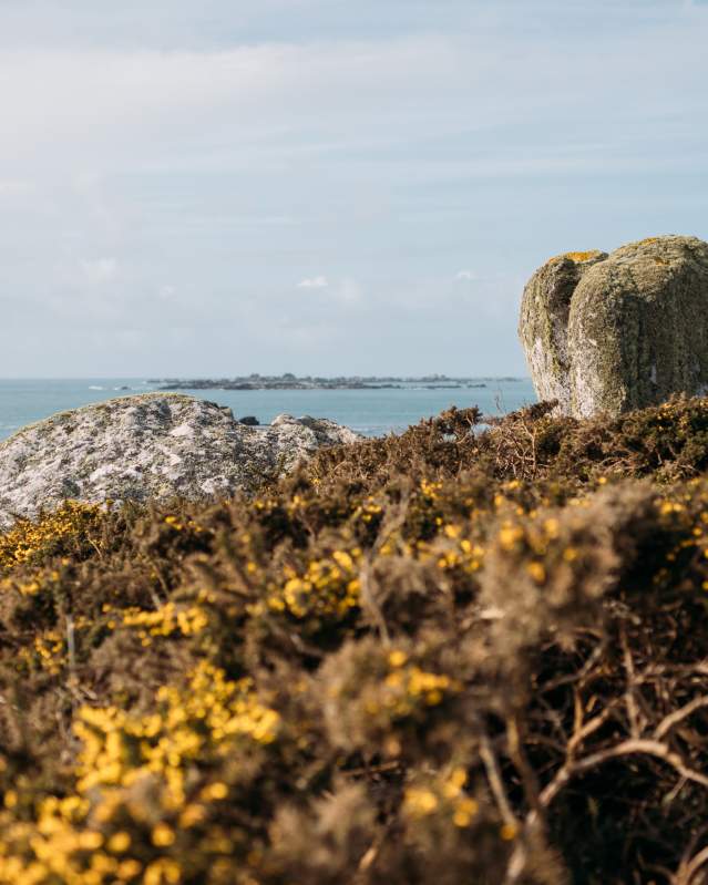 Gorse on St. Agnes