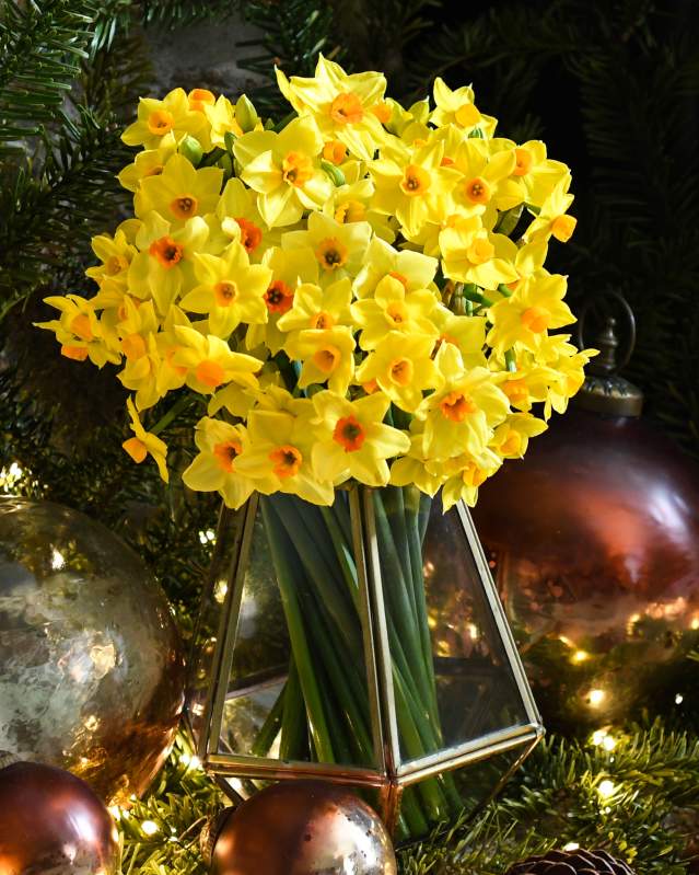 Scilly Flowers at Christmas