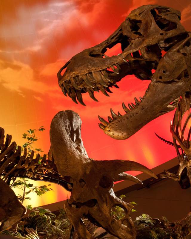 Dinosphere at the Children's Museum