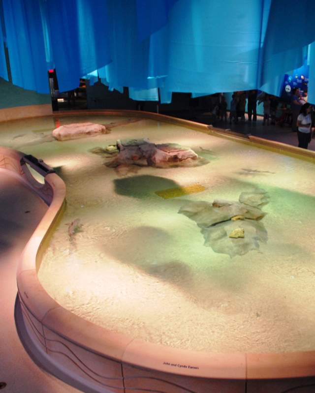 Shark Touch Tank at the Indianapolis Zoo