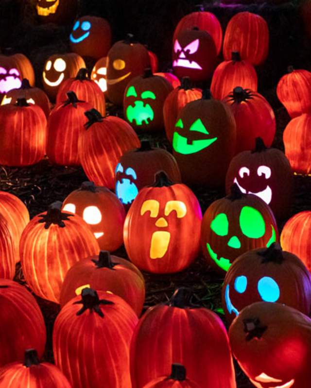 Harvest Nights filled with carved pumpkins