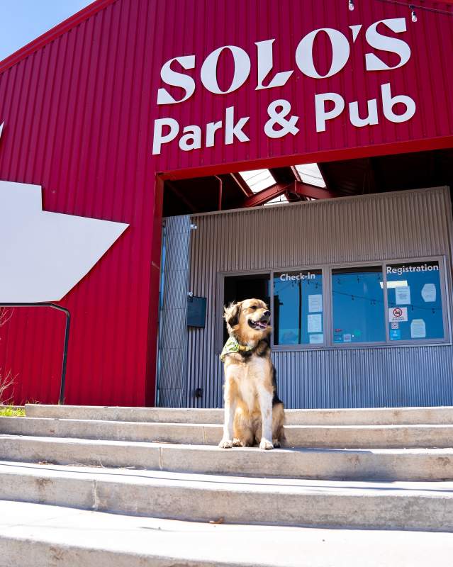 A dog sitting on steps in front of Solo's Park and Pub