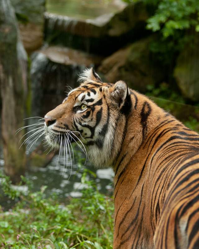 Tiger at Akron Zoo