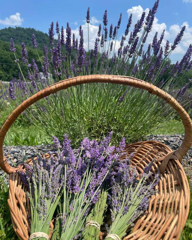 Lavender at Willow Springs