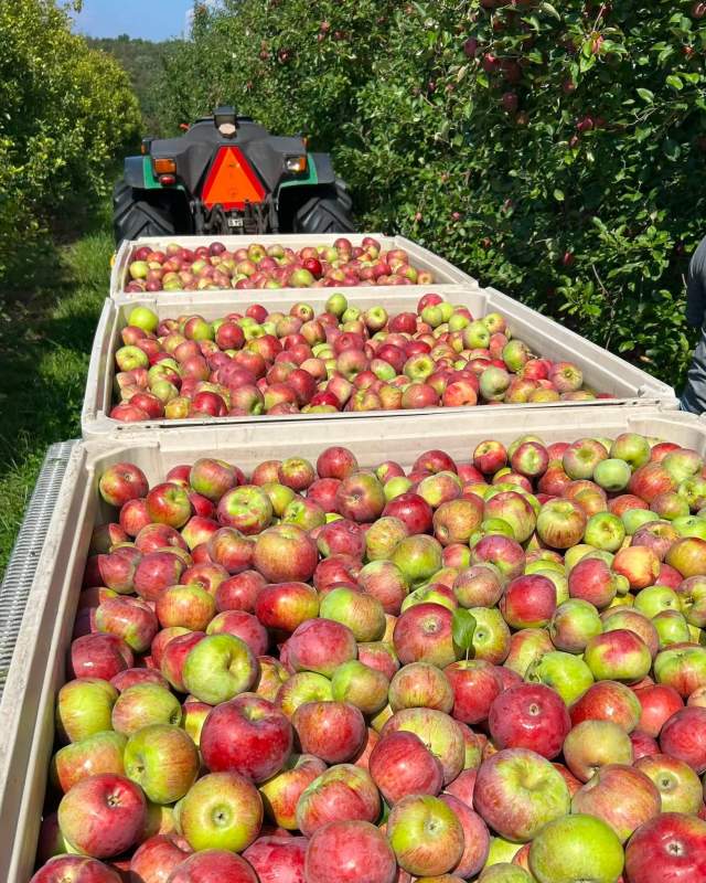 Apple Picking at Boyer Orchards