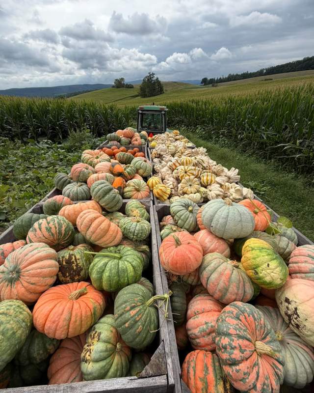 Pumpkin Patch