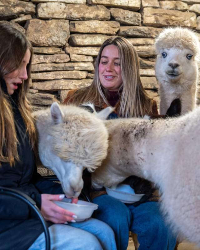 alpaca