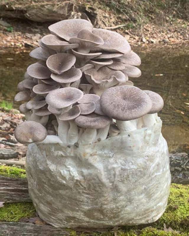 Mushrooms