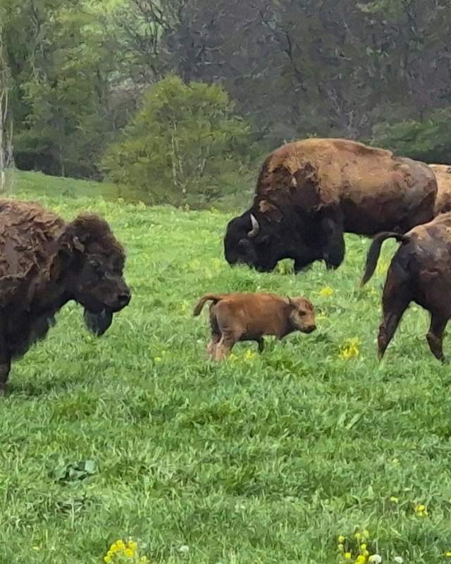 Bison Farm