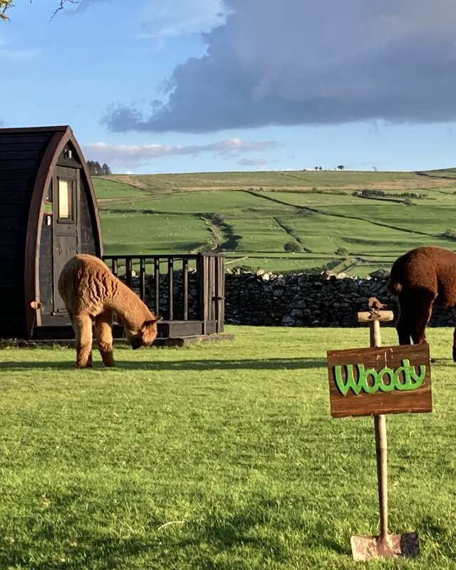 Llwyn Onn - Glamping